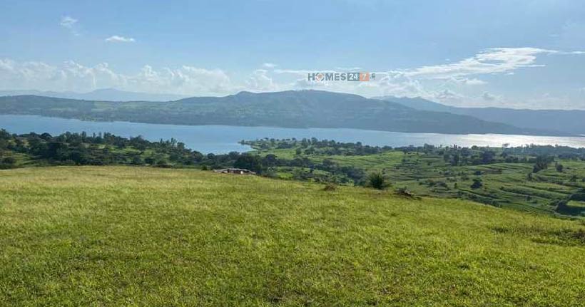 Lavheri Mango Dreams Cover Image